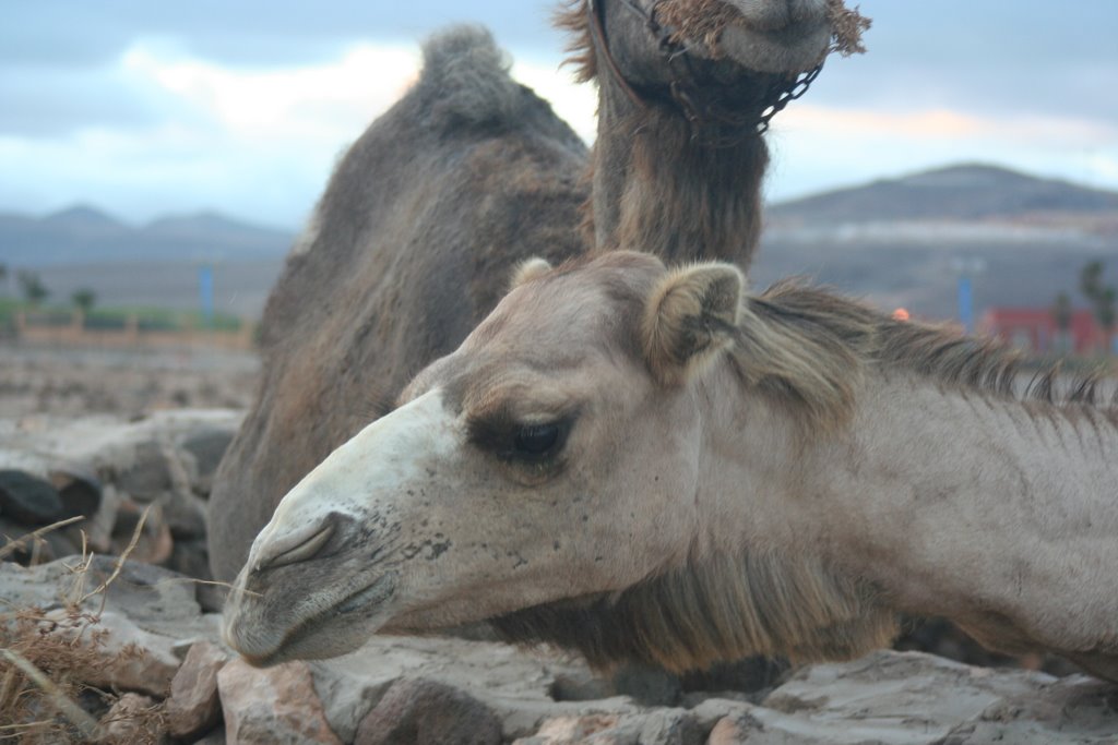 Camellos en Fuerteventura by Francisco Madrid