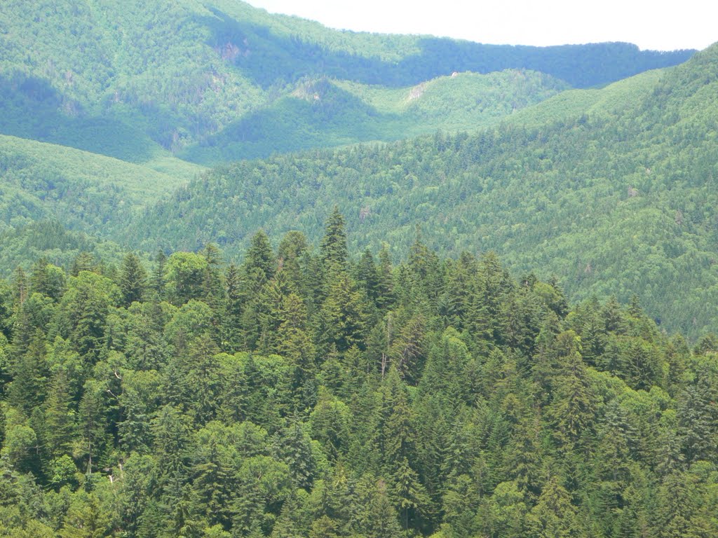 Forrest in Central Hokkaido by Thomas Prinz