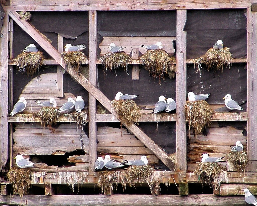 Sea-gulls Nyksund by Fred van Daalen