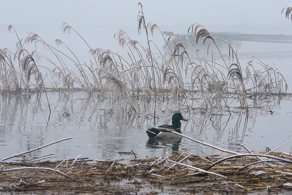 Duck in the cold by Fred van Daalen