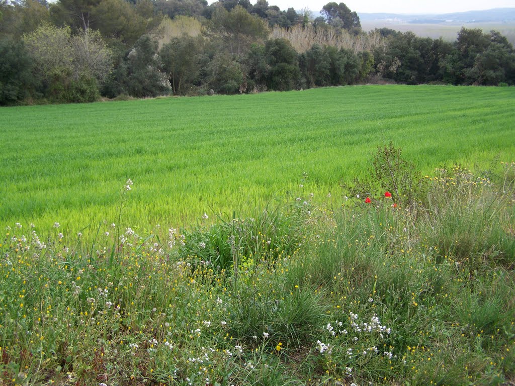 Els camps a Cervià de Ter by Lena Blank