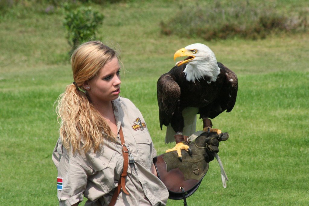 Roofvogelshow Amerikaanse zeearend 2 by Simon van der Beek