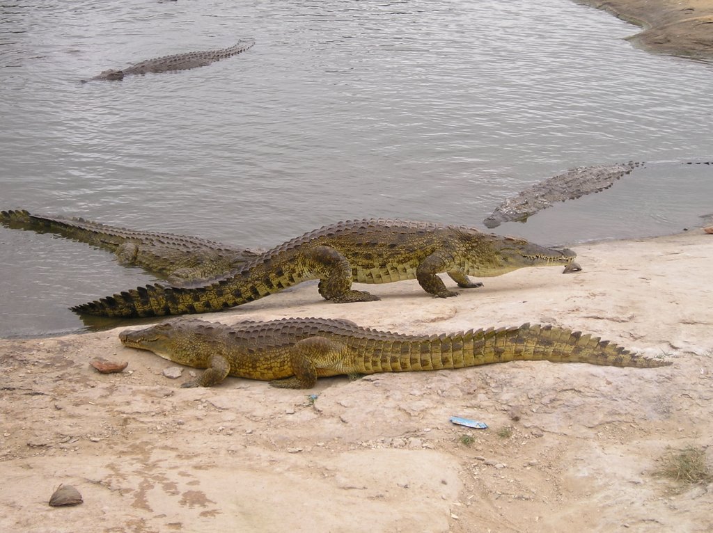 Crocodiles close to president house http://ponctuations.wordpress.com/ by Ragon78