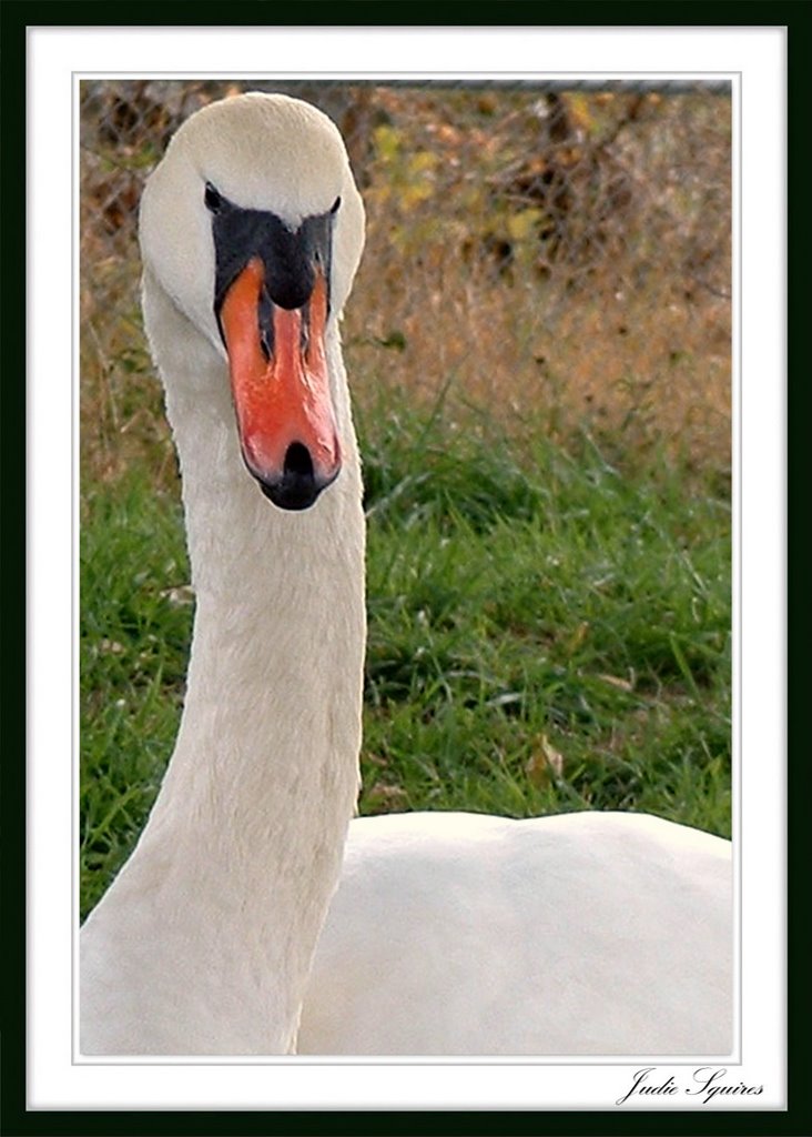 Swan in the park by J. Squires