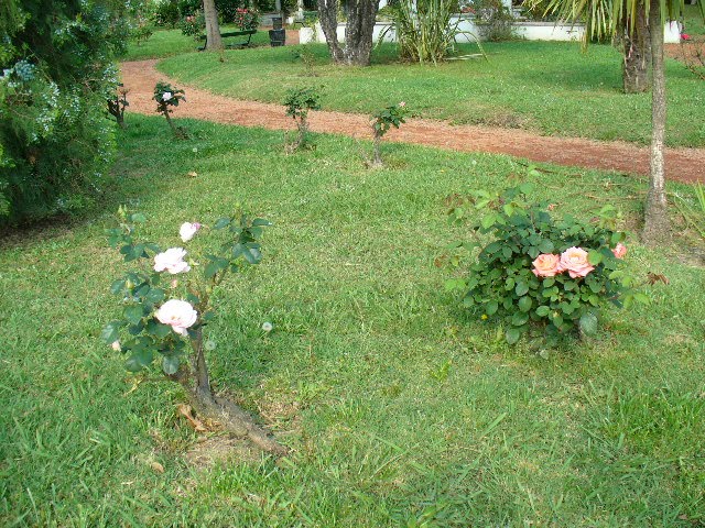 Rosas - Parque Chacabuco by legiondeby