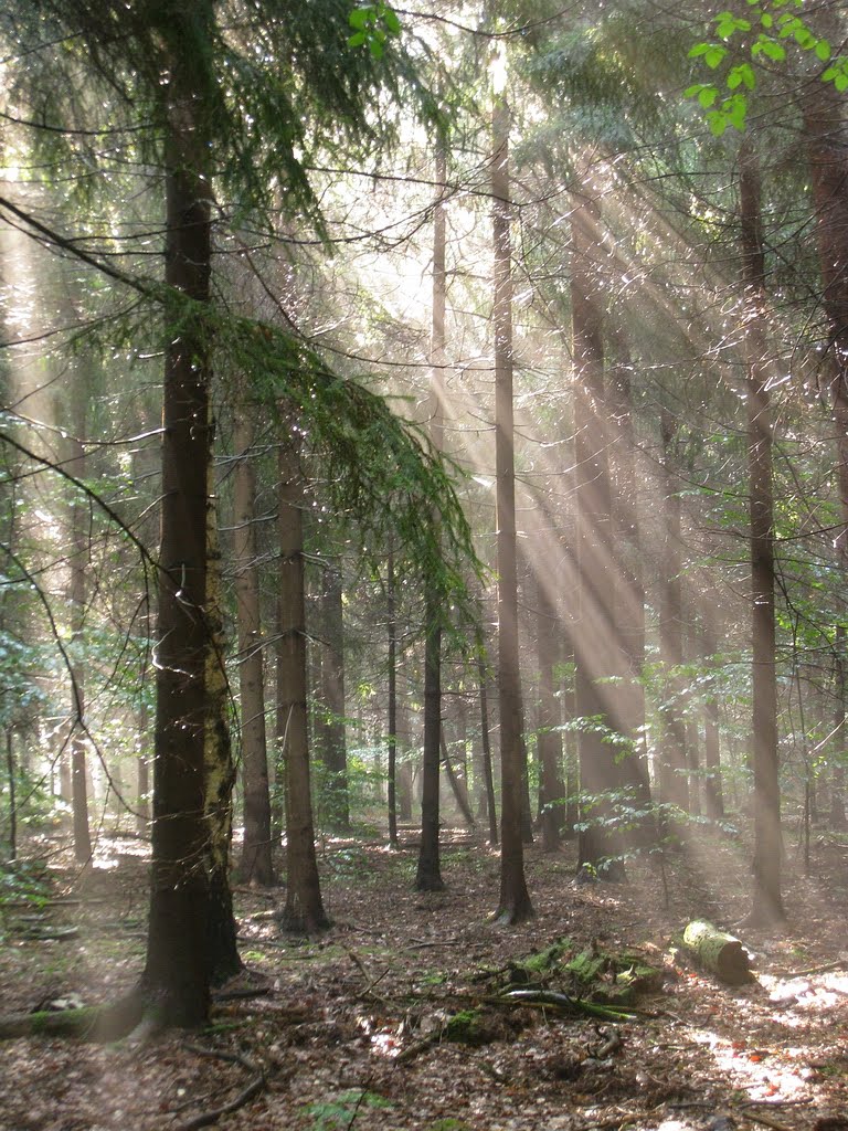 Summer light in Dresdner Heide by xantolus