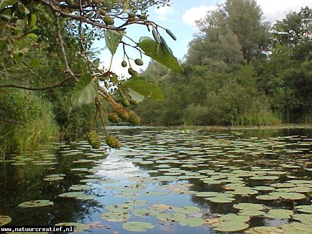 Kanoen bij de Maarseveense plassen (Netherlands) by natuurcreatief