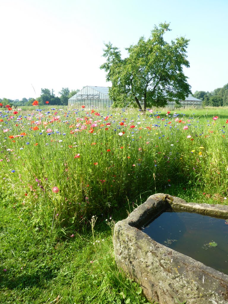 Sommertag in Tatenberg by Panzerknacker