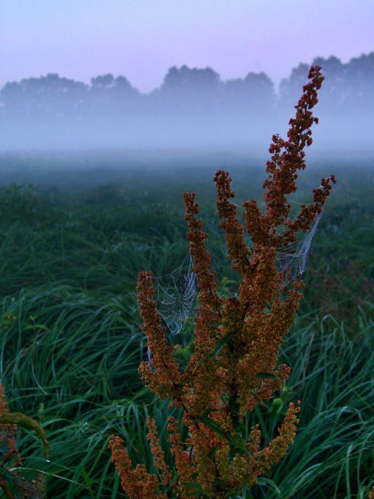 Pavučiny na louce... ráno na Lužnici u Soběslavi poblíž mlýnu Valcha - Spidernets on misty meadow at Lužnice river near Soběslav and watermill Valcha by Tomas K☼h☼ut