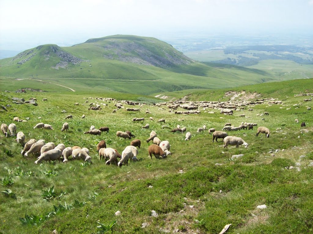 Moutons en haut de Super Besse by France-42