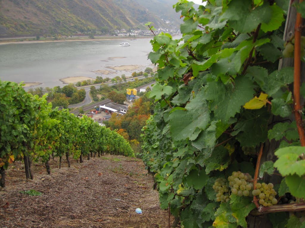 Riesling grapes overlooking Oberwesel by yojimbo7