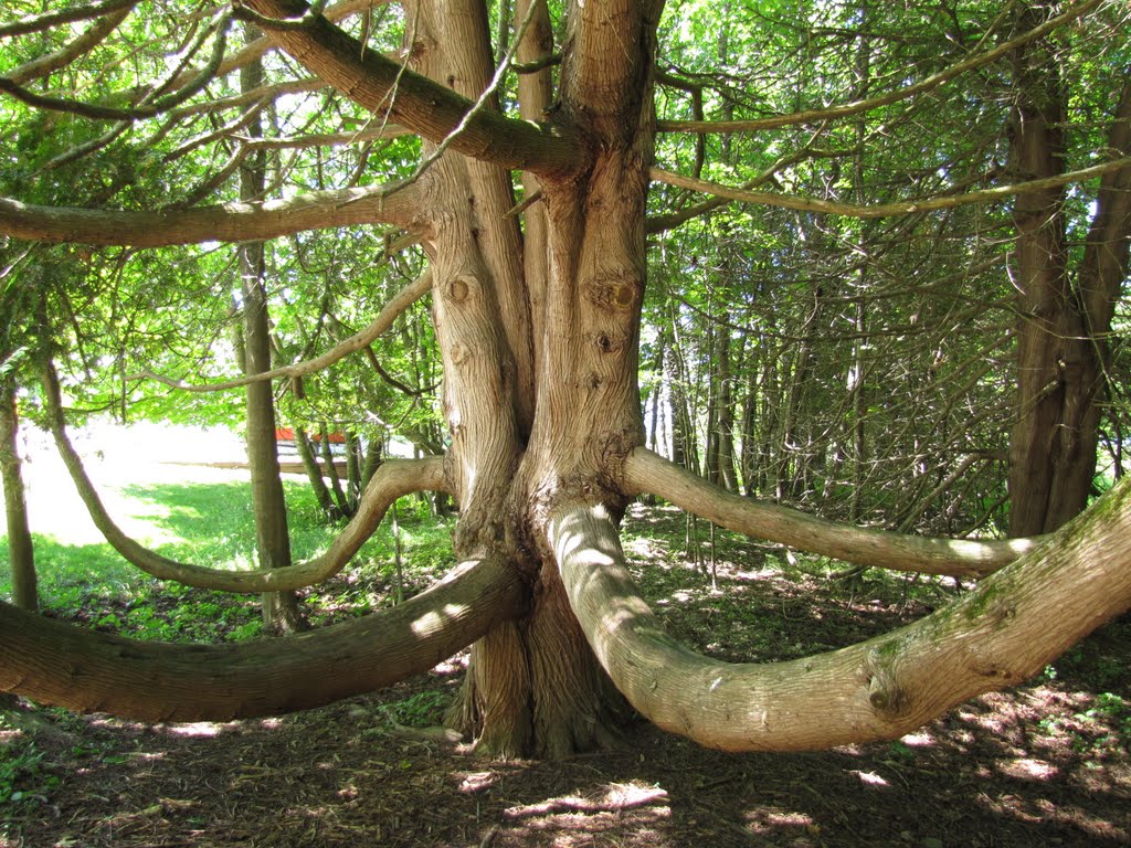 Giant Cedar at Leelanau Point by Chris Sanfino