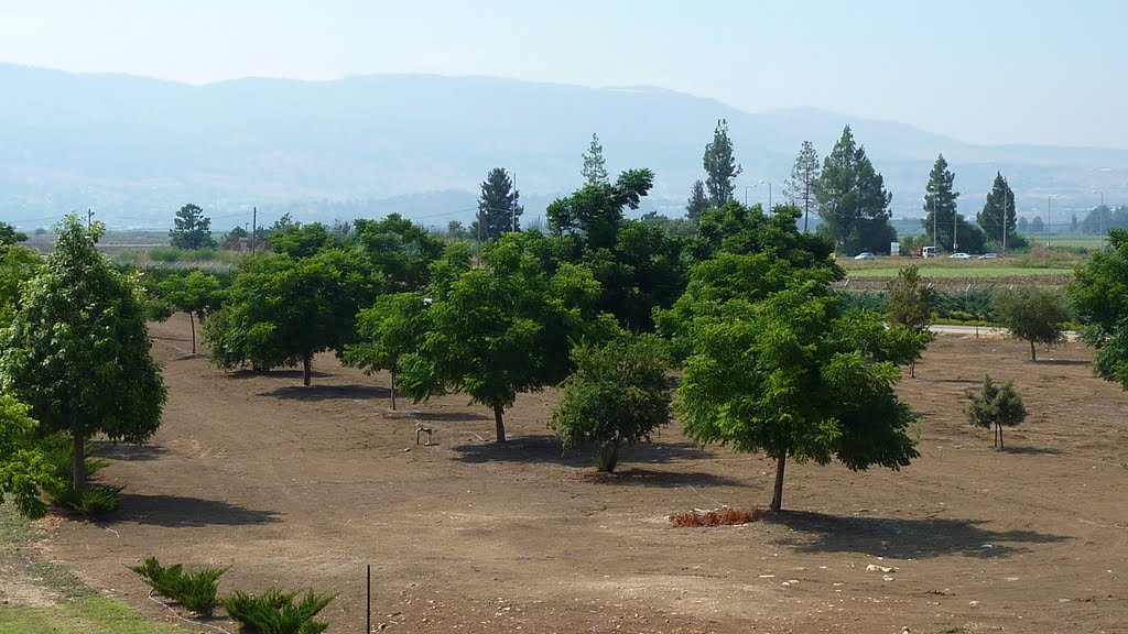 Fruit Trees West Of Kfar Blum by bbzz