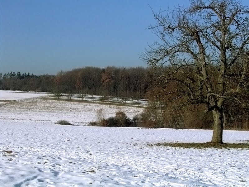 Buchenäcker im Winter by Cheruskerkind