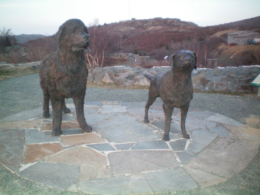 Newfoundland Dog and Labrador retreiver by arvindh