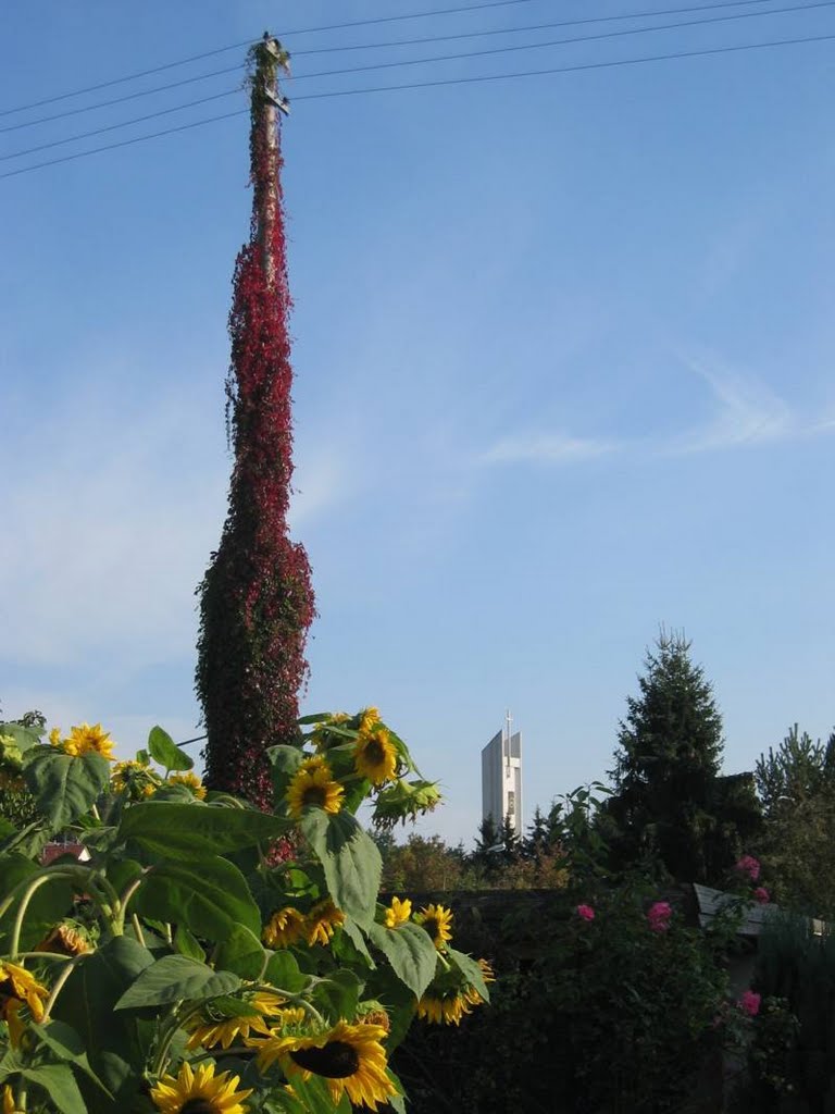 Wilder Wein und Sonnenblumen by r.leonardo