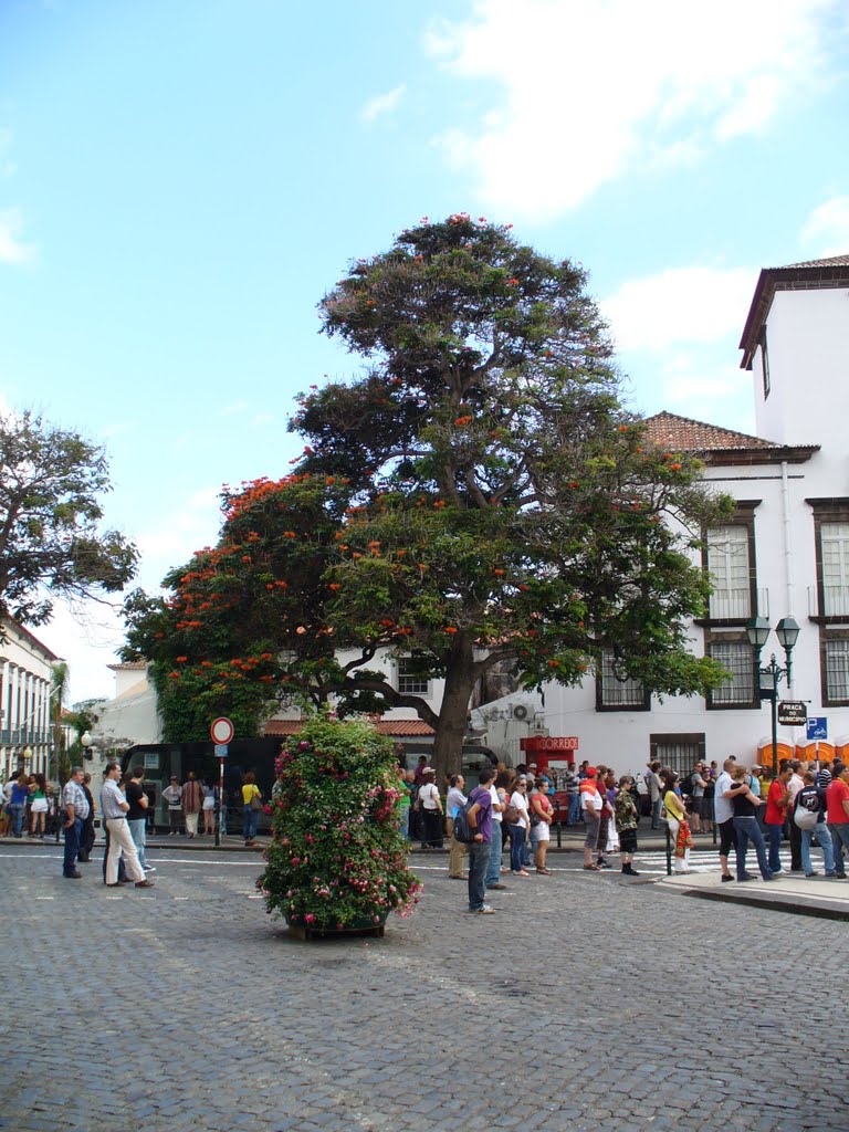 Funchal - (TK) by Tibor Kmoštinec