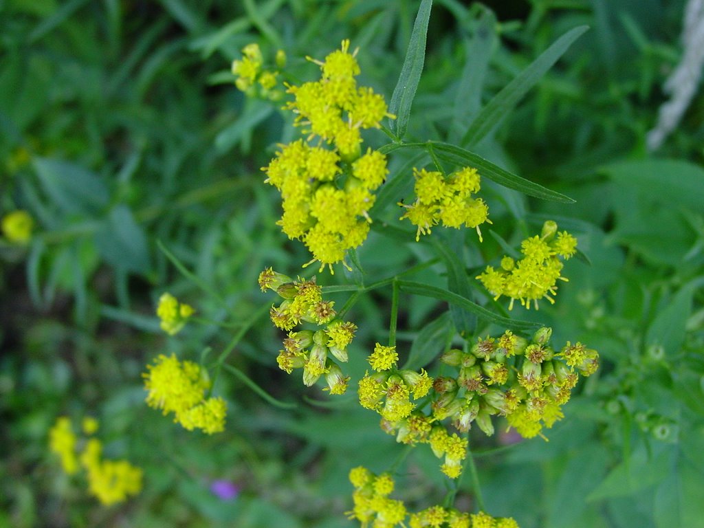 040 Townshend Reservoir--Yellow Flowers by ©Toodleberry