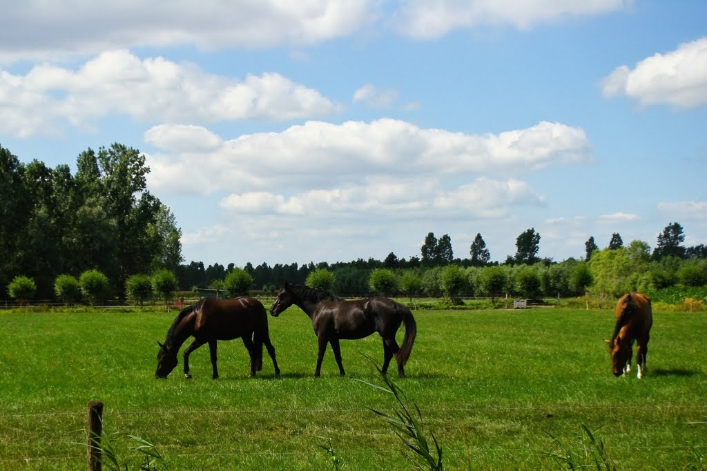 Paarden, Lieshout - Mariahout by uaf