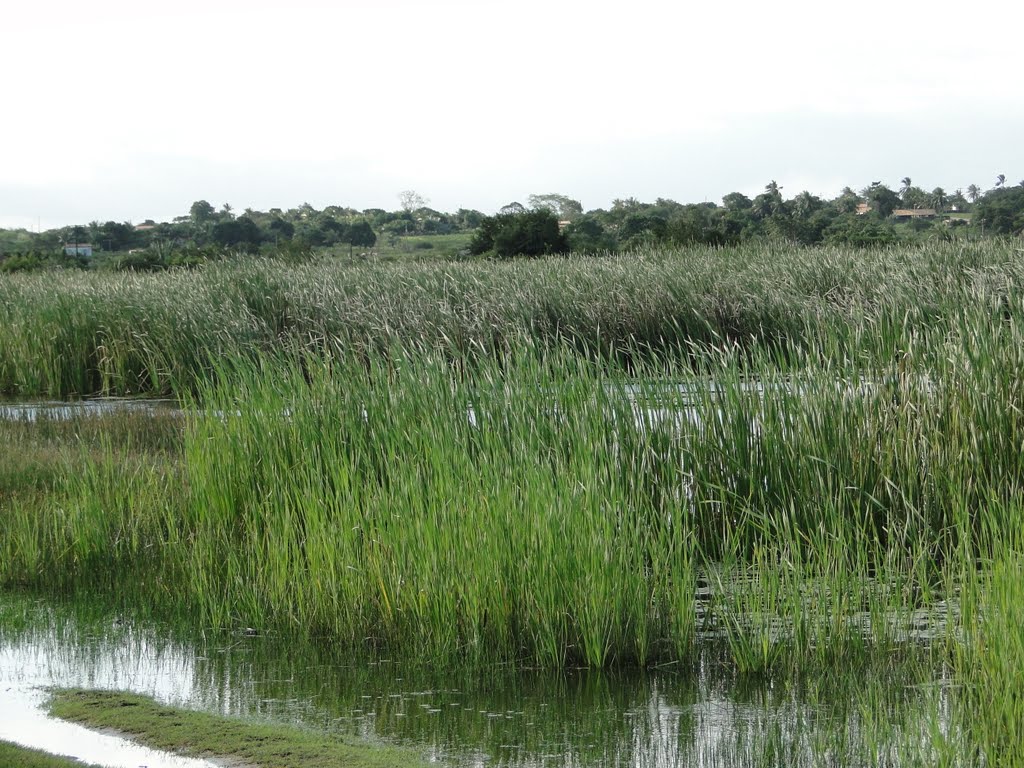 Lagoa do Pindoba, Universidade Estadual de Feira de Santana, Bahia, Brasil by Caio Graco Machado