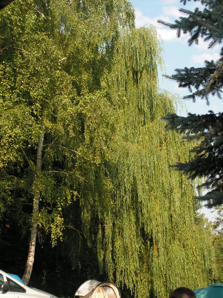 Hidrometrikai mérőtelep szomorúfűz by kovpeti000