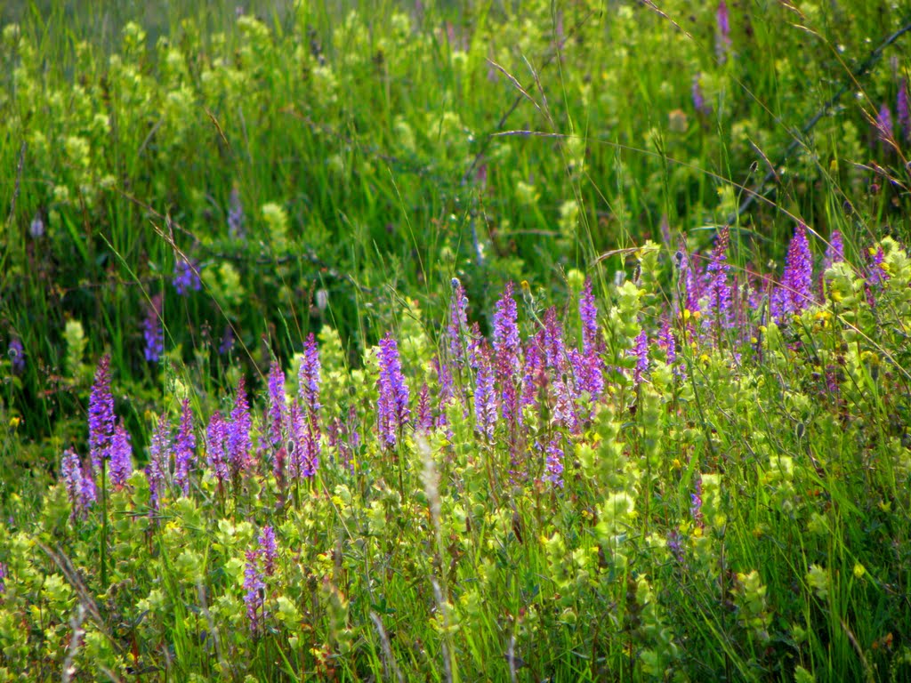 Orchid field by Tombstone65