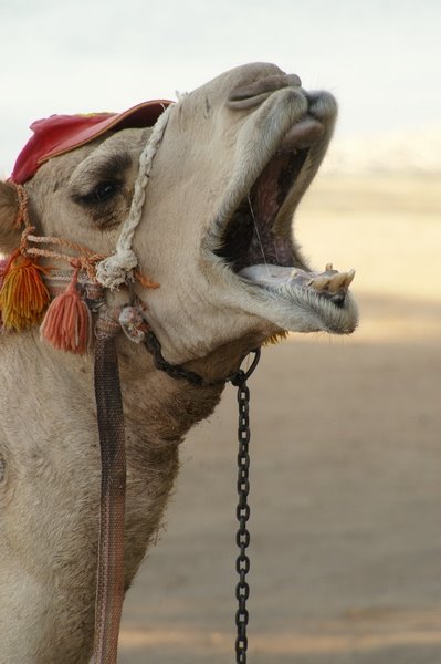 Camel by m_cerny