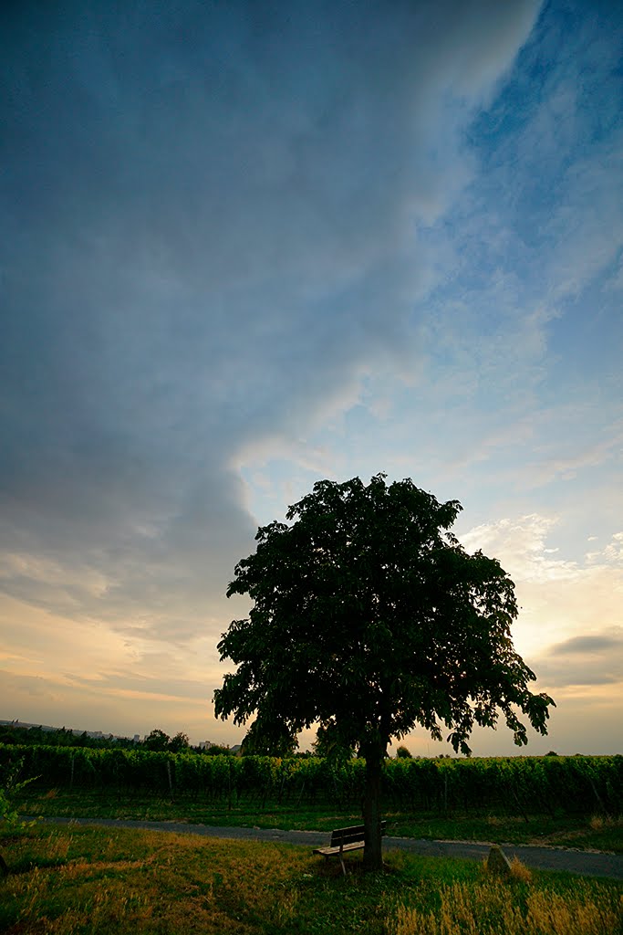 Kastanienbaum im (Abend-) Gegenlicht by © DerSIGGY