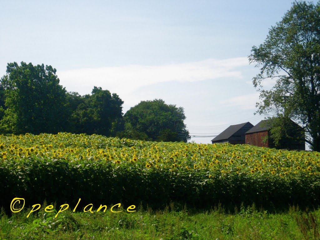 Sunflowers for Wishes 1 by peplance