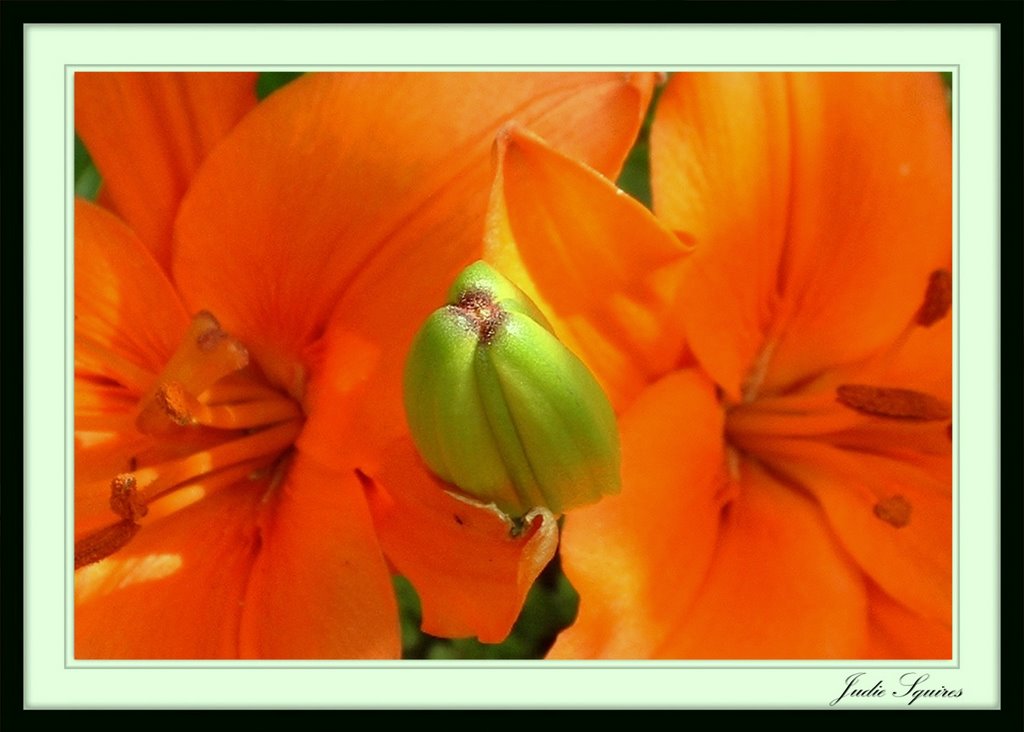 Lilies by J. Squires