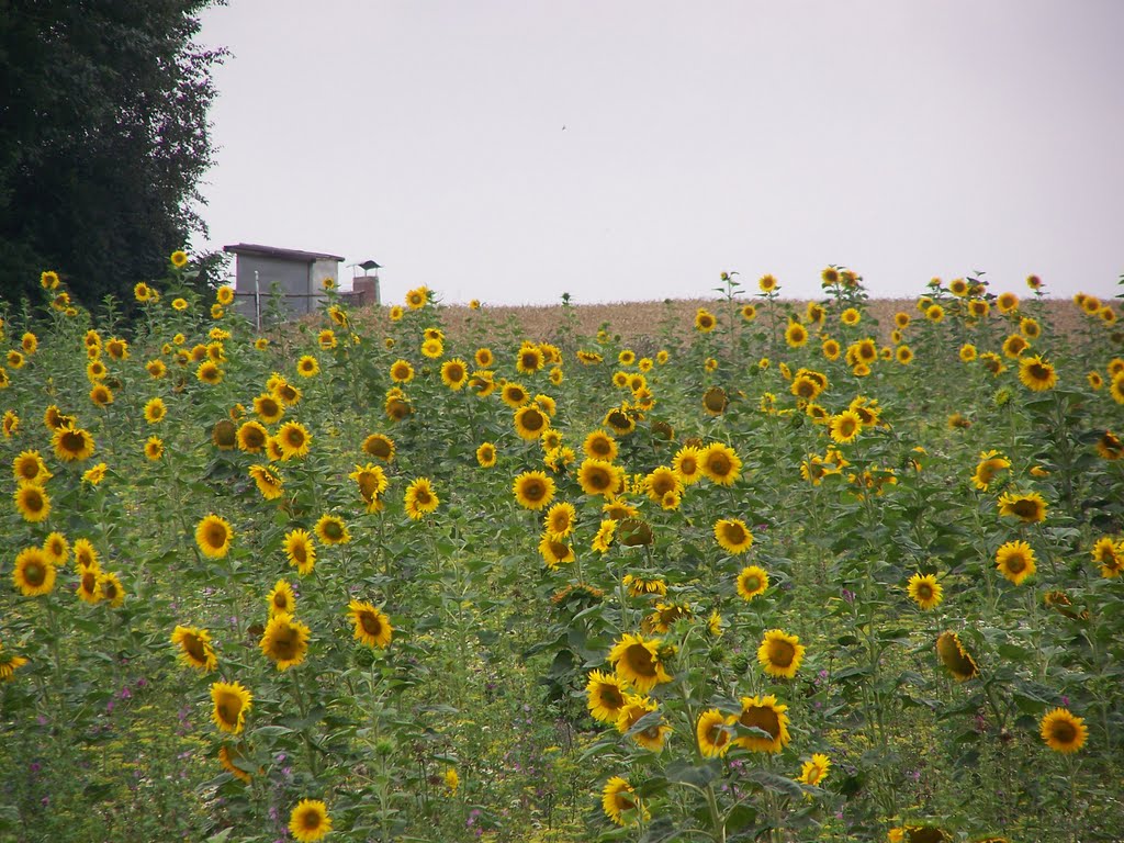 Blick über die B286 Richtung Gartenstadt by simsam2001