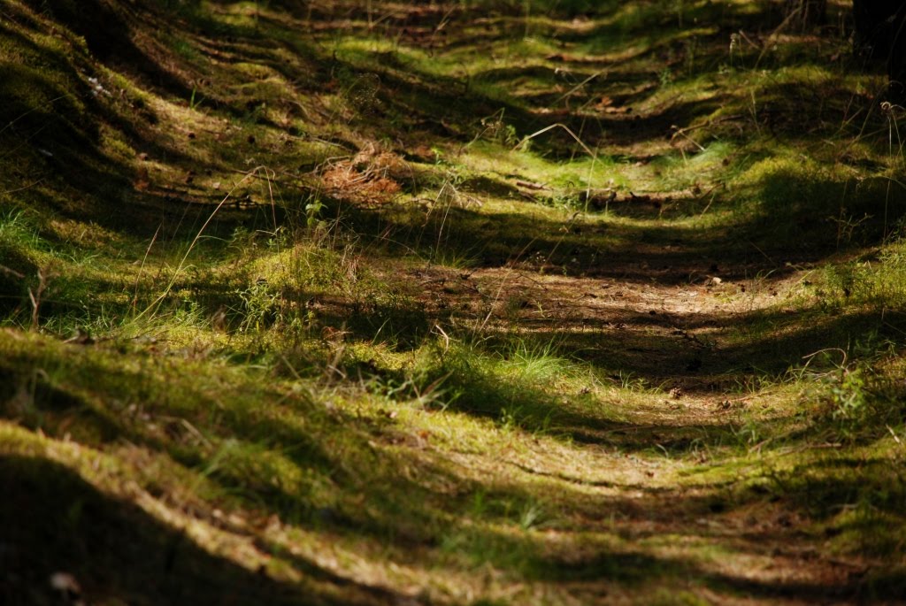 Miške saulė (a sun in the forest) by Žaltys