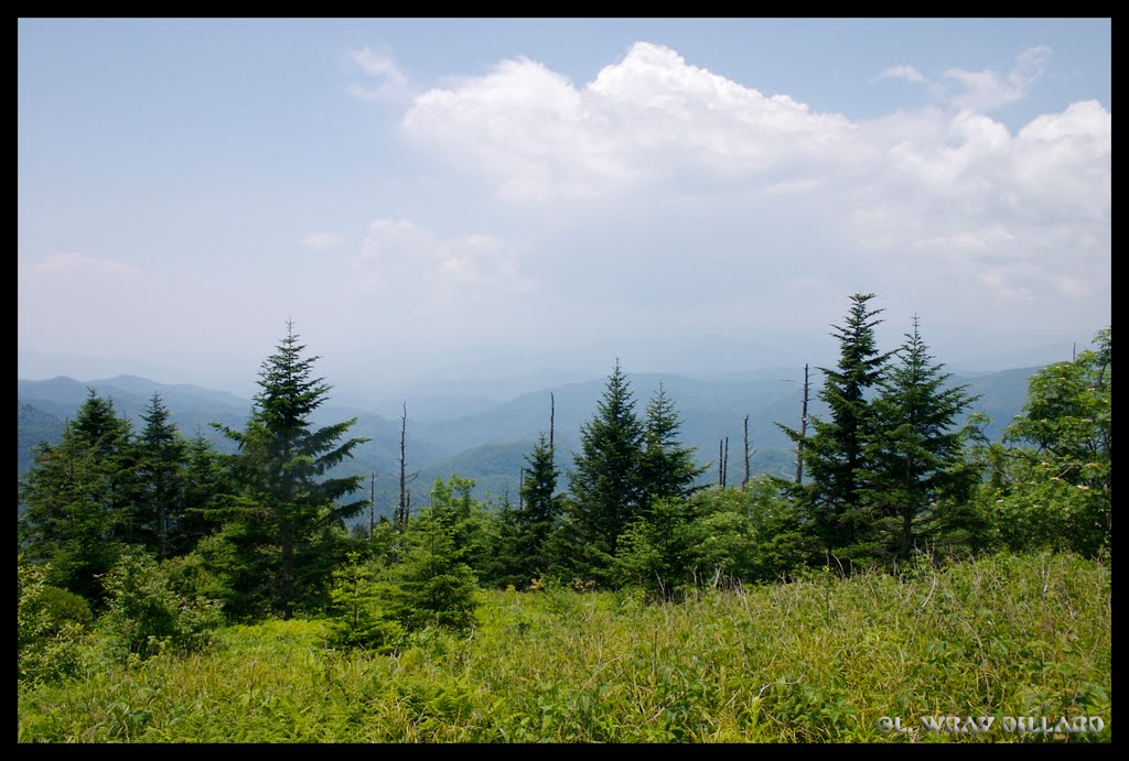 Water Rock Knob Vista to Northwest by L. Wray Dillard