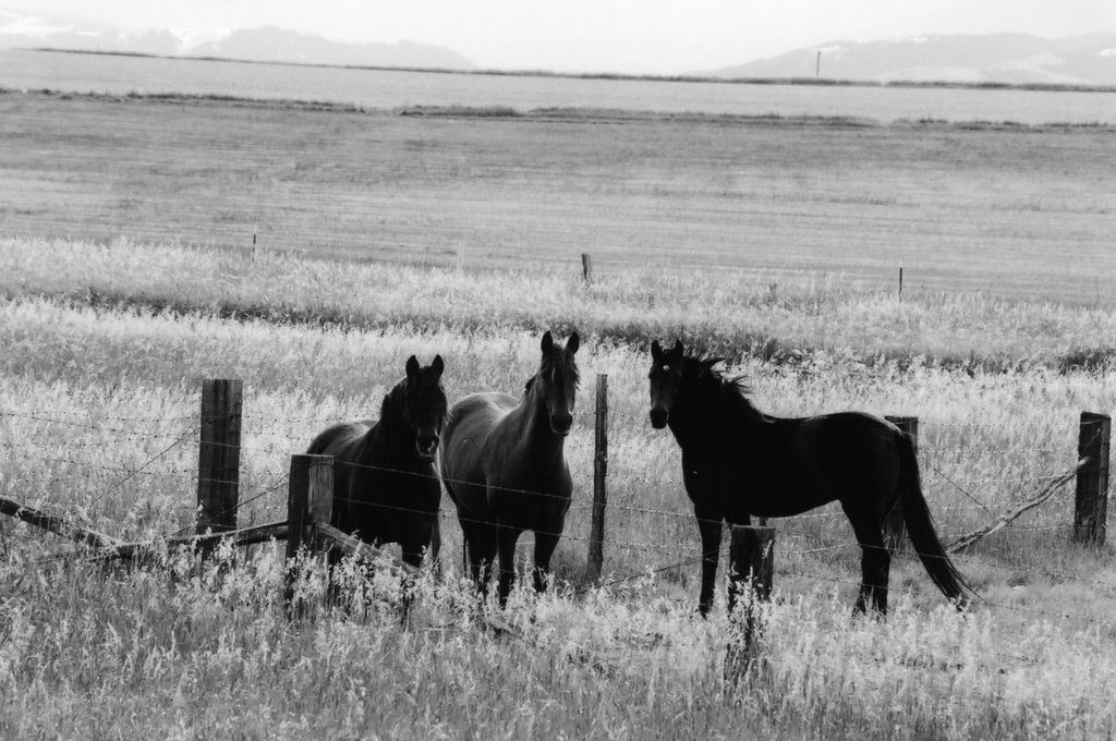 State Route 287 between Ennis and Virginia City by Aeric