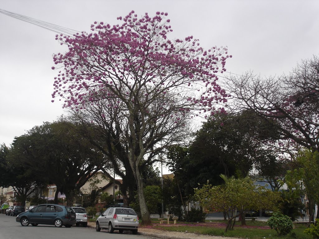 Sao Paulo (Ipe Roxo) by Roberto Leone