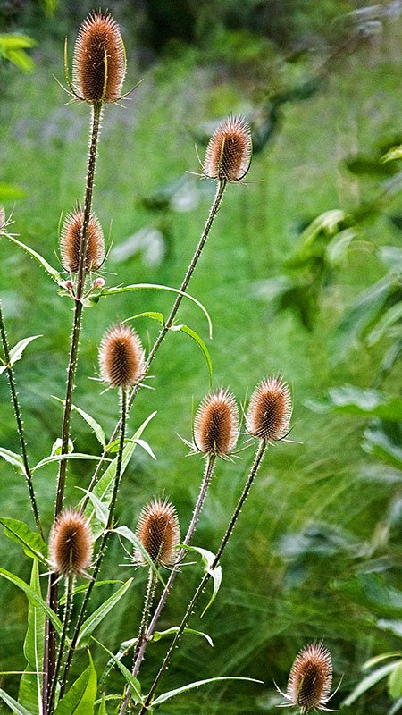 Thistles by Tin Image