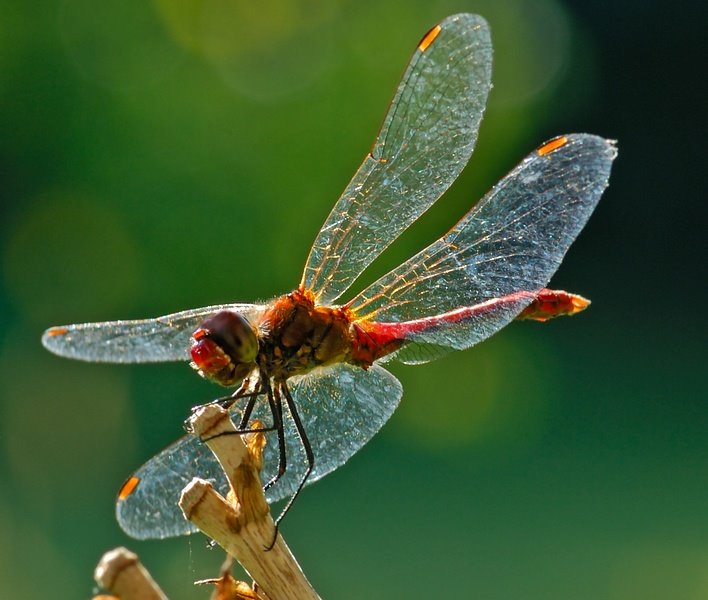 Translucent wings by Zabb Csaba