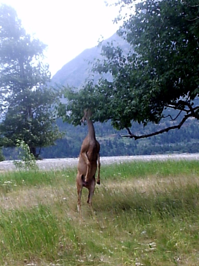 Standing Deer by JwilliamS