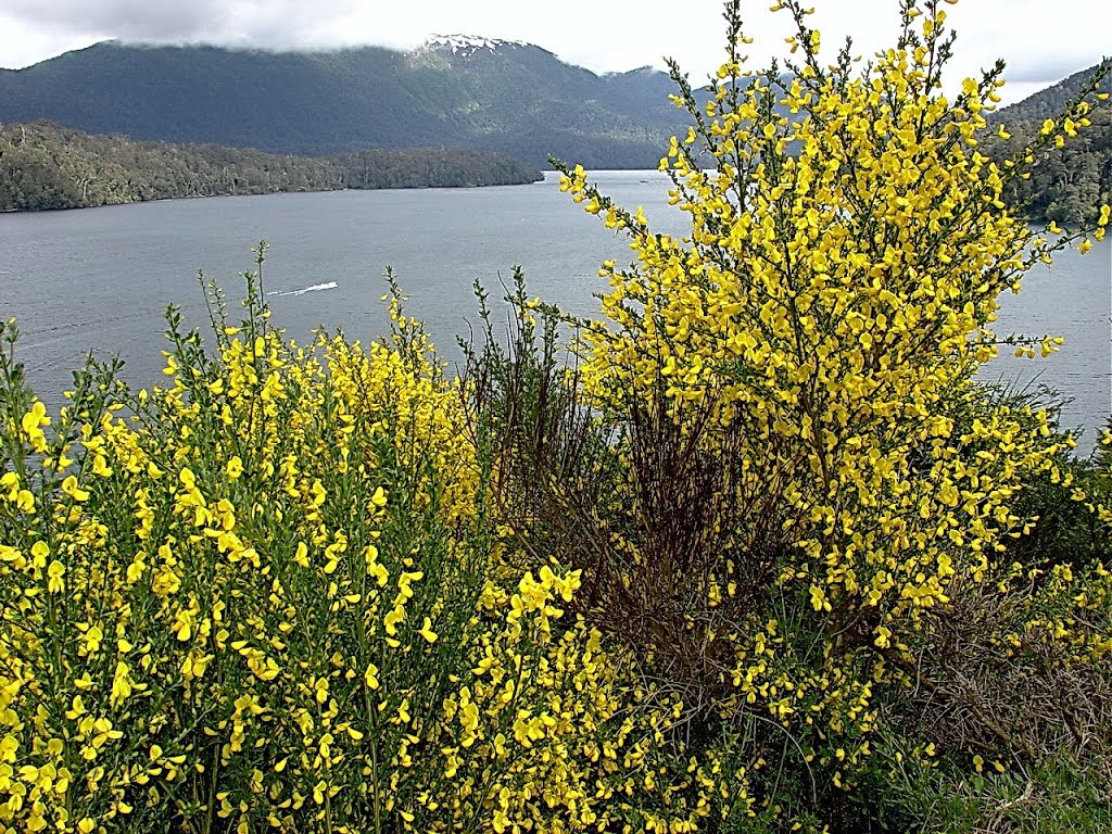 Neuquén - Lago Espejo - Retamas - ecm by eliseo c. martínez