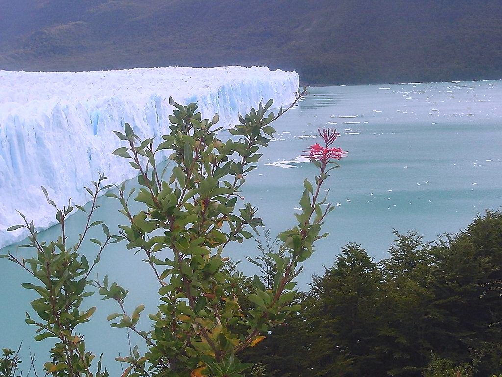 Glaciar Perito Moreno - Santa Cruz - Ñire - ecm by eliseo c. martínez