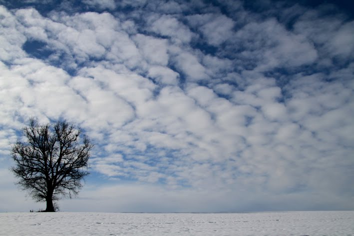 Albero e Piana by Dompè Marco