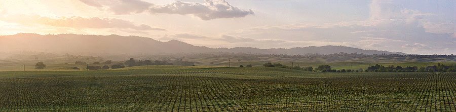 Vineyard Panorama - Dunnigan Hills by adunnphotography.com