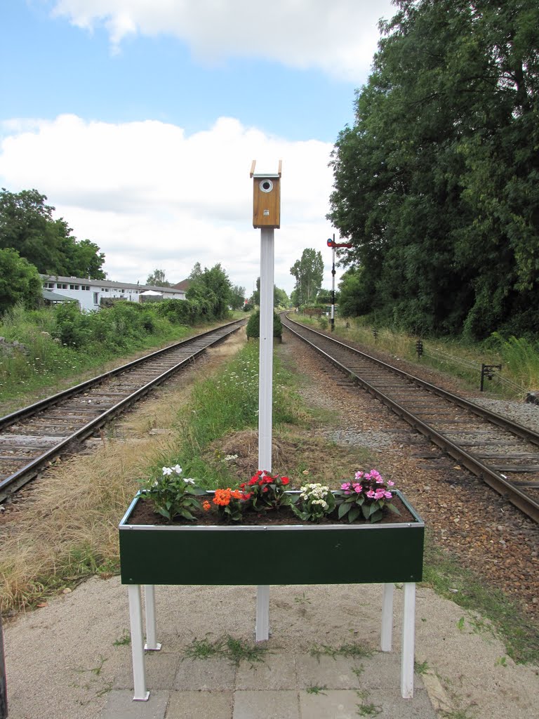 Wijlre-koekoek bij Station by hhdidden