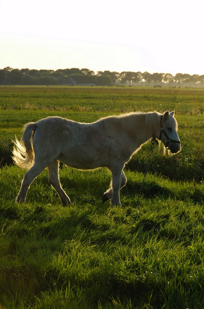 Paard in het weiland by Rudi van Dijk