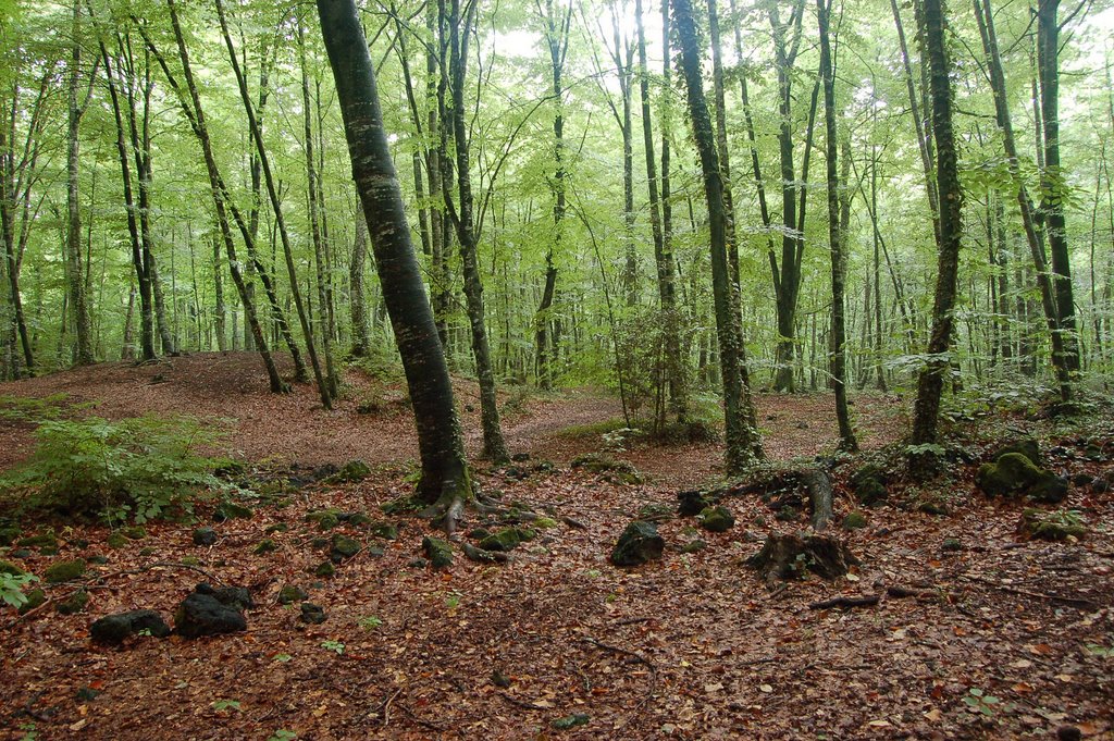 Fageda by Ramon Espiña Fernand…