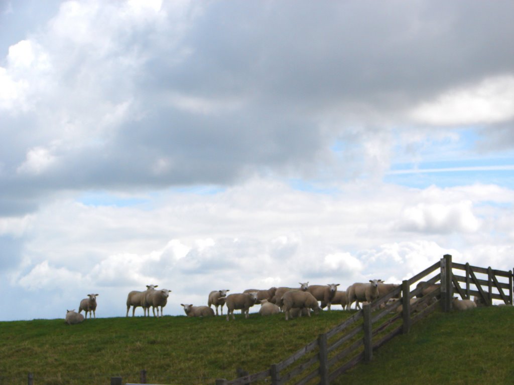 Schapen op de dijk by Arjan Keers