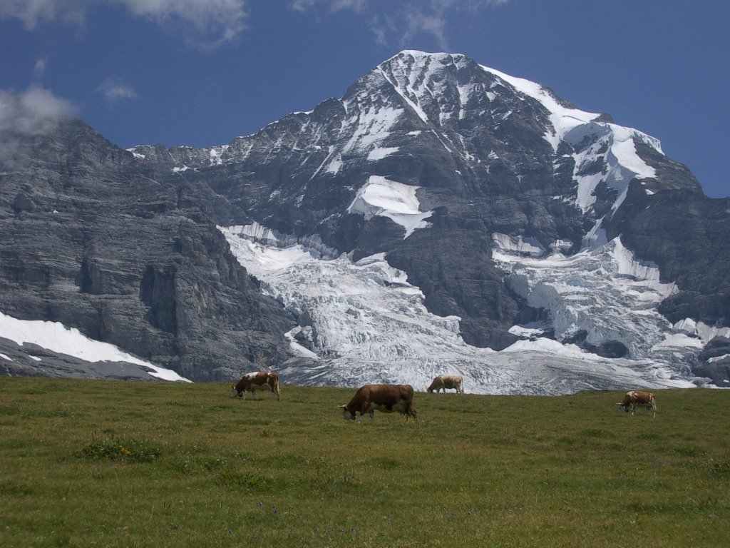 Postkarten-Schweiz: Kühe, Mönch und Eigergletscher, August 2003 by fagista