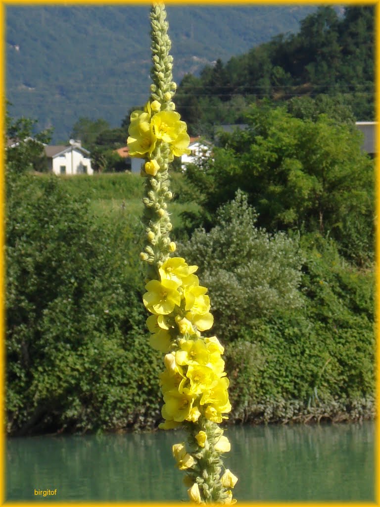 Verbascum near the river Adda by birgitof