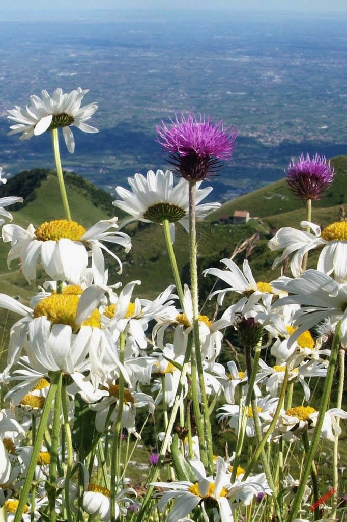 Monte Grappa -guardando... in basso-  (looking... lower) by Pietro Gazzola