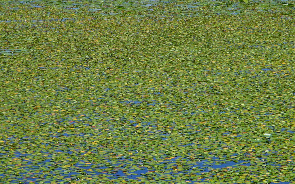 Lilly Pads, Fish Lake, East Bethel, Minnesota by © Tom Cooper